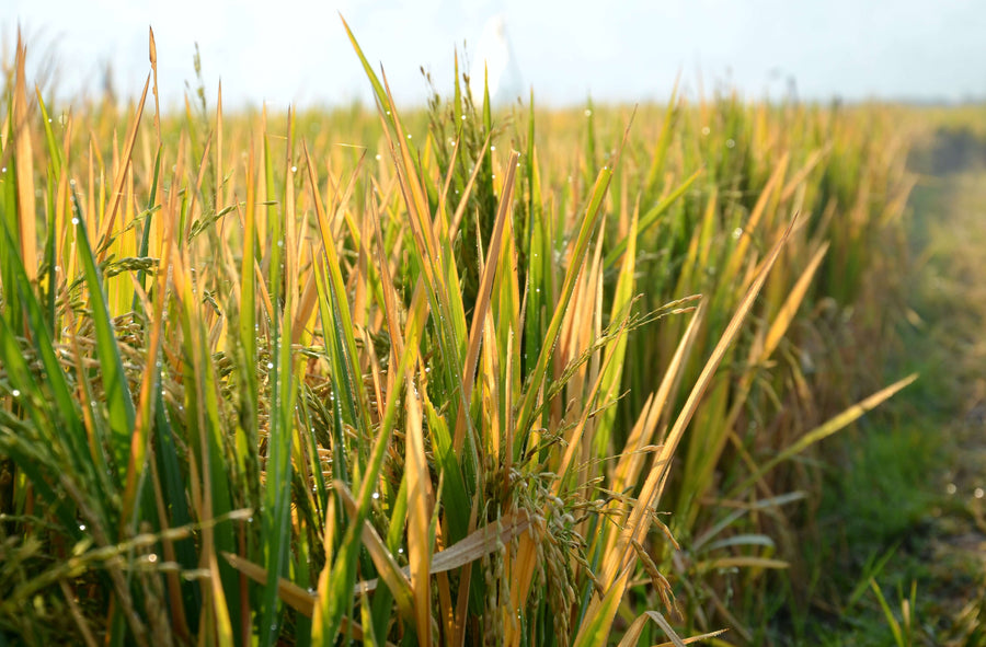 Ear seeds