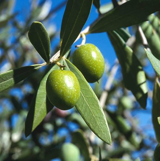 Olive on tree close up