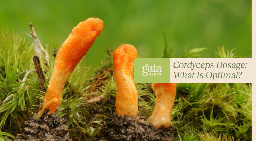 cordyceps dosage