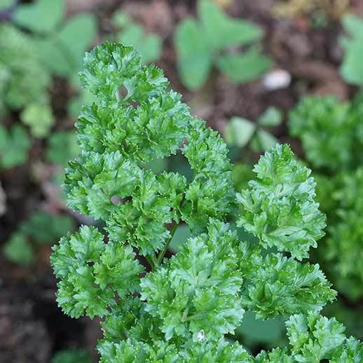 Parsley close up