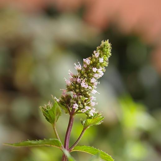 Peppermint close up