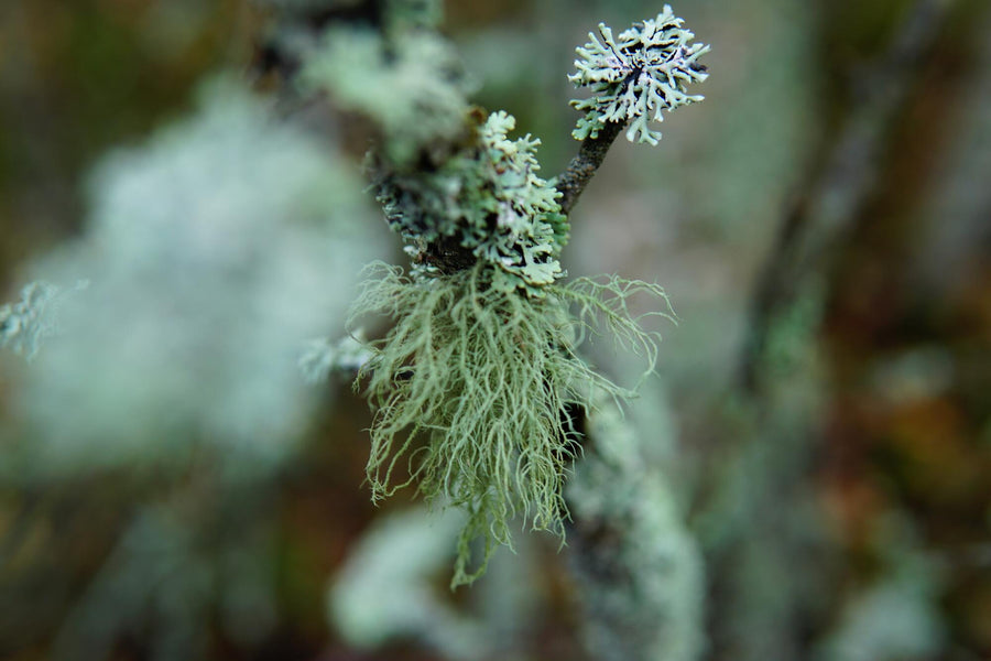 Usnea