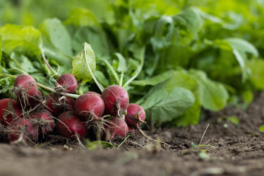 Black Radish