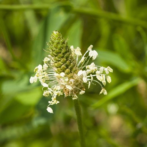 Plantain herb close up