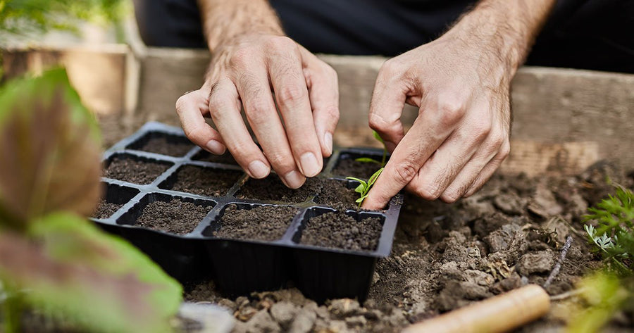 Man planting seeds in seed tray