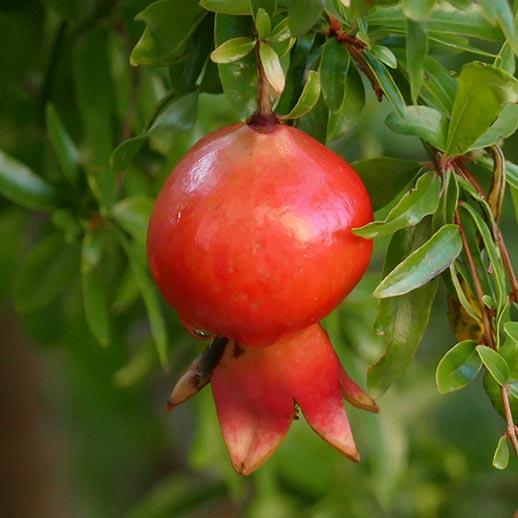 Young pomegranate close up