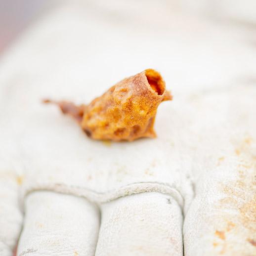 Propolis in gloved hand close up