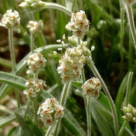 Psyllium close up