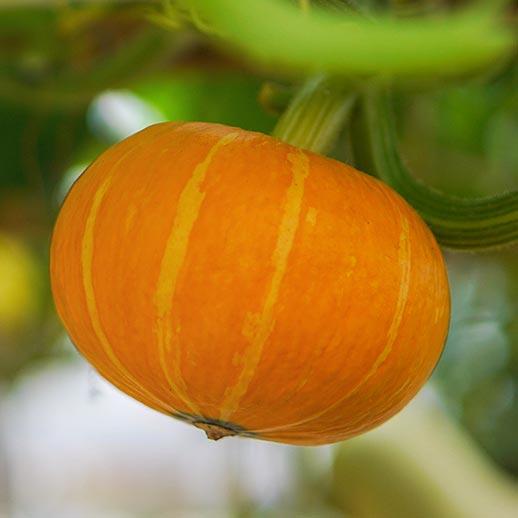 Young pumpkin close up