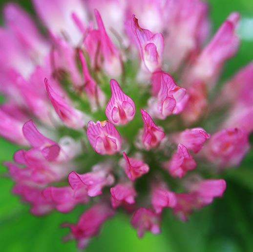 Red Clover macro close up