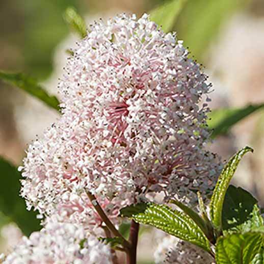 Red Root flower close up