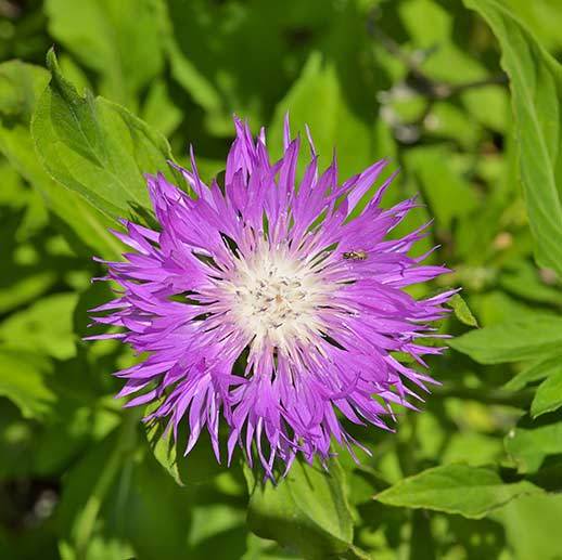 Vibrant Rhaponticum flower close up