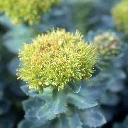 Rhodiola Rosea close up