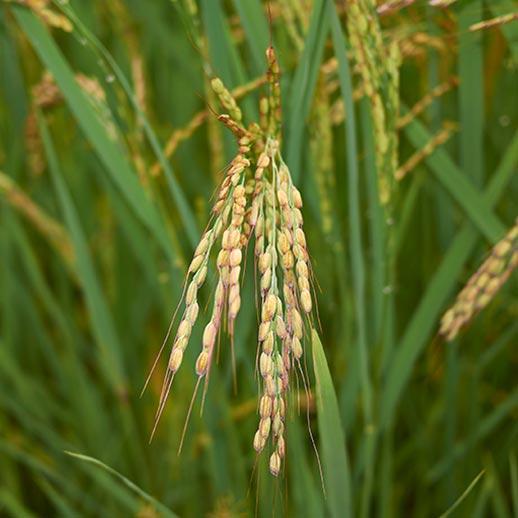 Rice grain plant close up