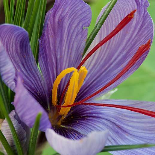 Saffron macro close up