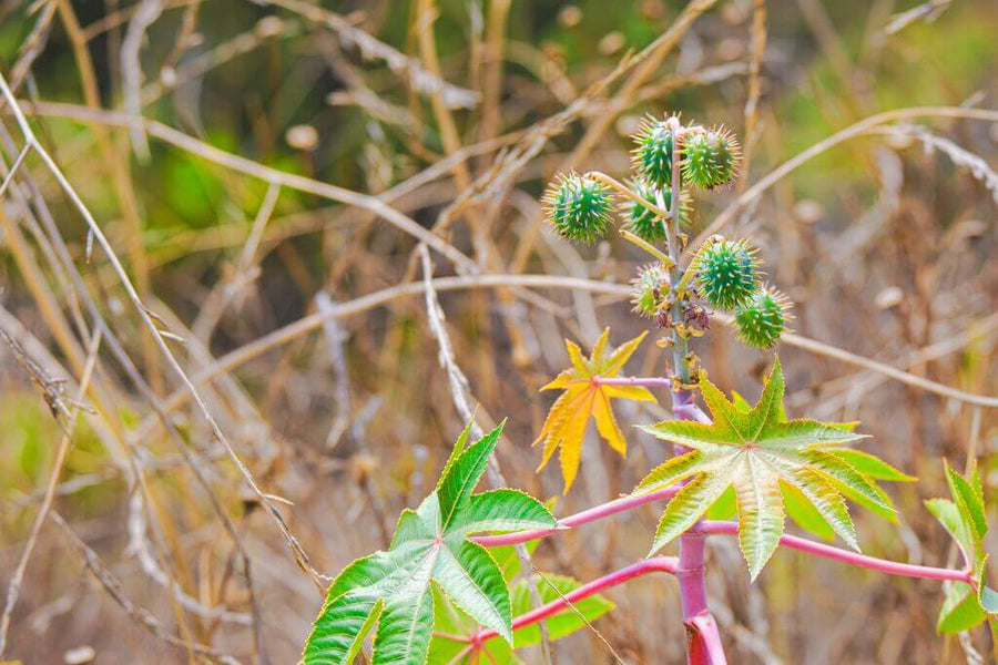 Castor oil