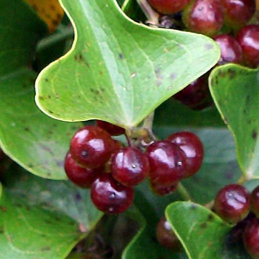 Sarsaparilla berries close up