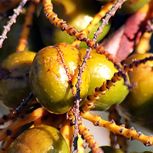 Saw Palmetto berry close up