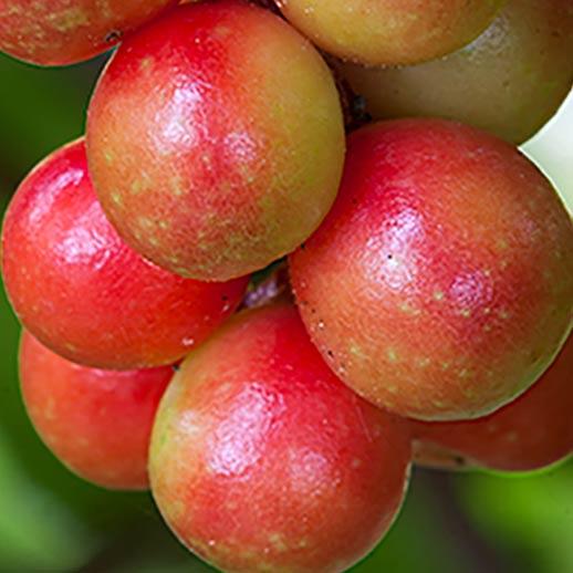 Schisandra berry close up