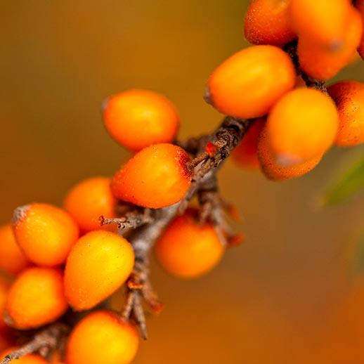 Sea Buckthorn fruit on branch close up