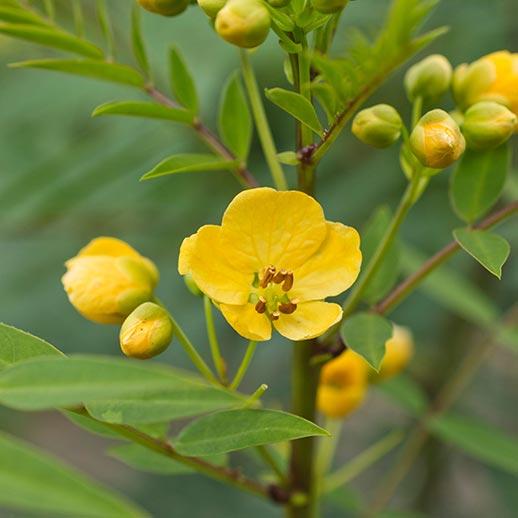 Senna flower close up