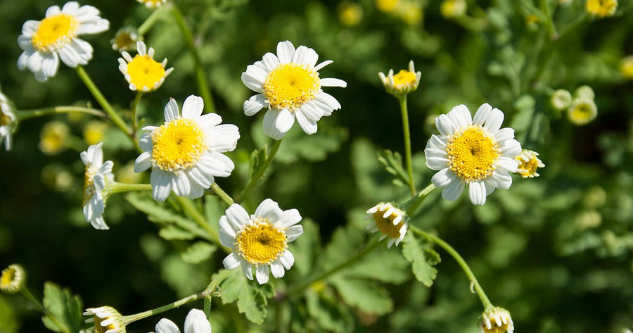 Feverfew flowering in nature