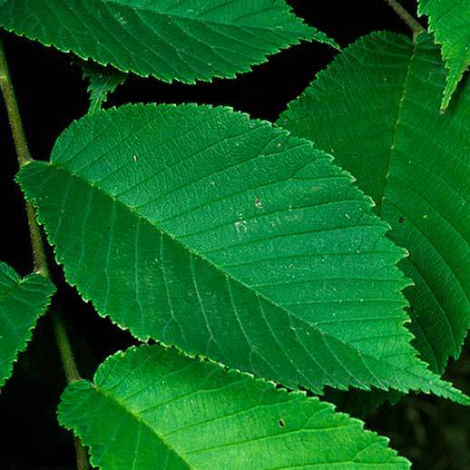 Slippery elm leaves close up