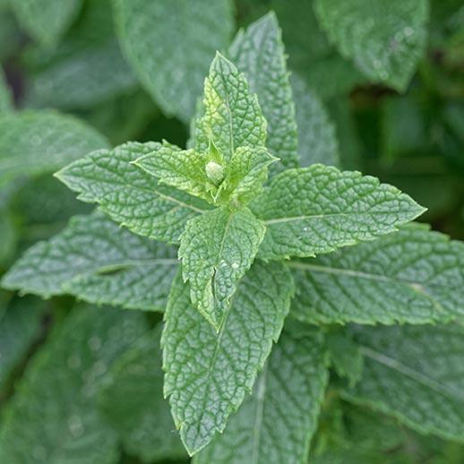 Spearmint herb close up