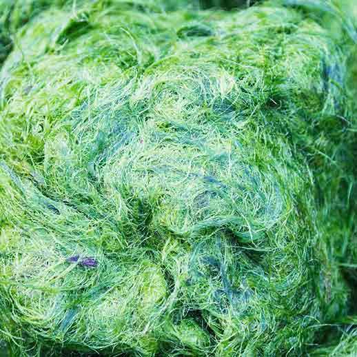 spirulina algae close up