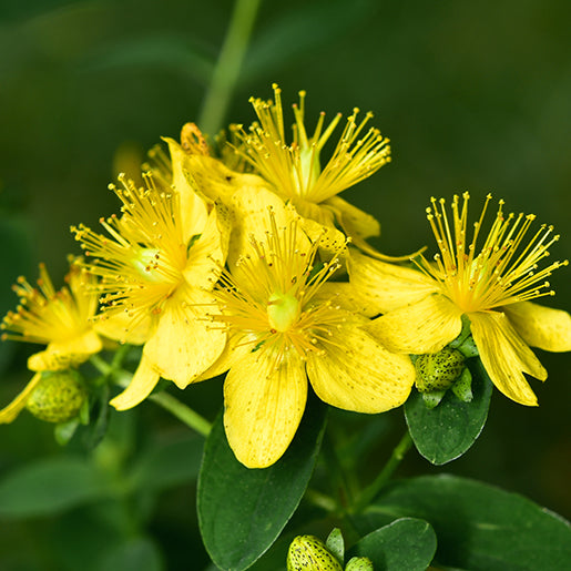 St. John's Wort