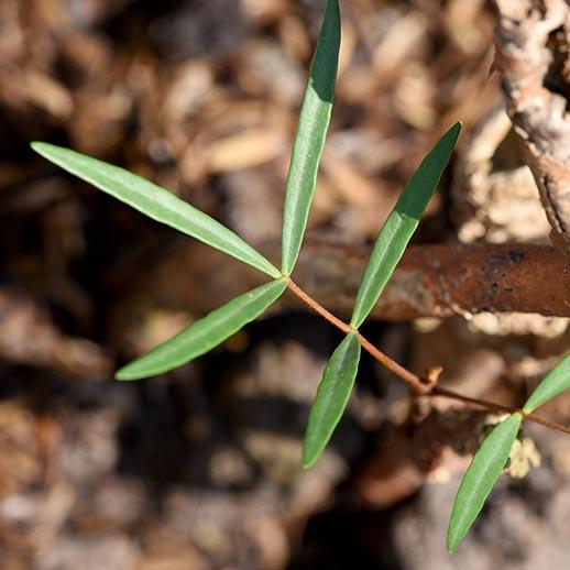 Tongkat ali plant close up