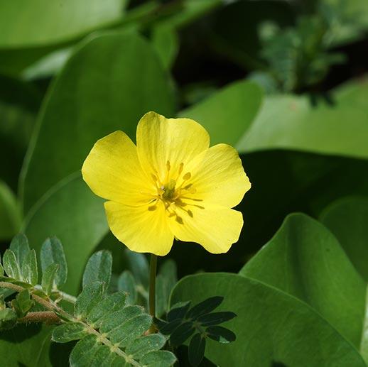 Tribulus flower close up