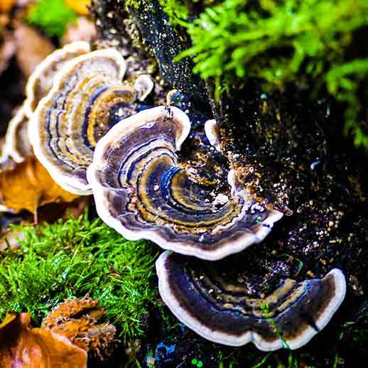 Turkey tails on log close up