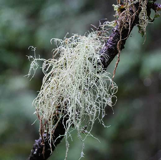 Usnea close up on branch