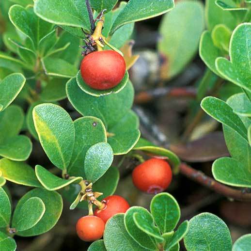 Uva Ursi berry close up