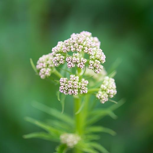 Valerian flower close up