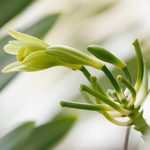 Vanilla plant sprout close up