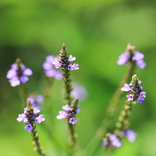 Vervain flower close up