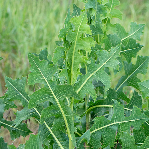 Wild Lettuce