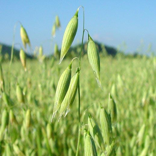 Wild oats close up