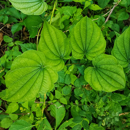 Wild Yam