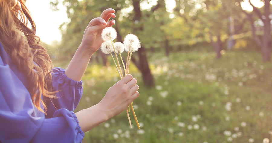 Woman holding bundle of Dandelions