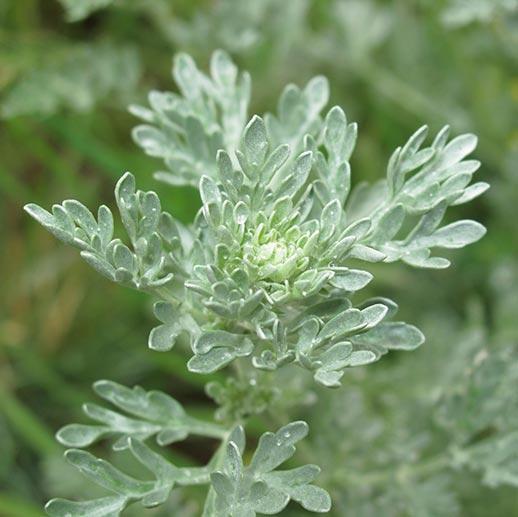 Wormwood herb close up