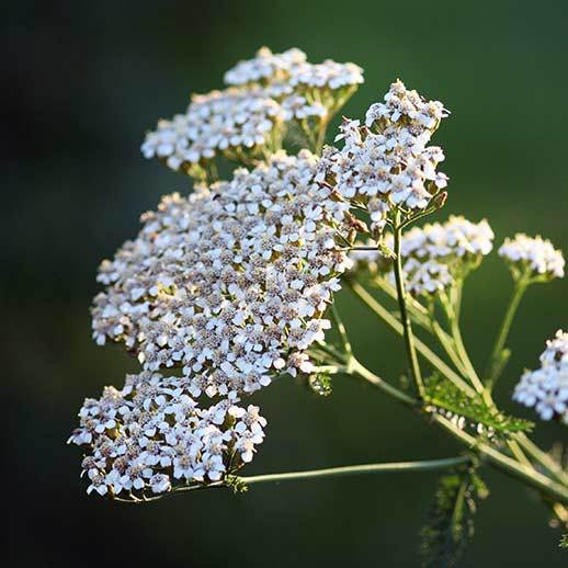 Yarrow flower close up