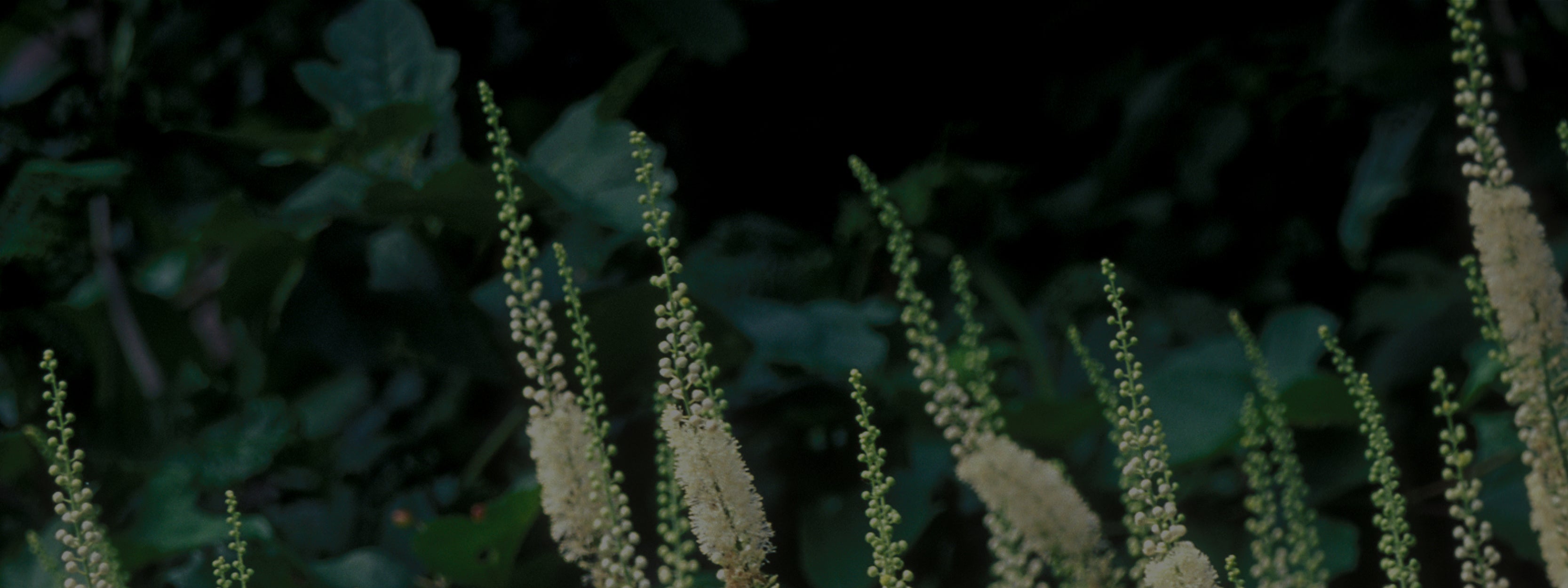 <p>Black Cohosh</p>