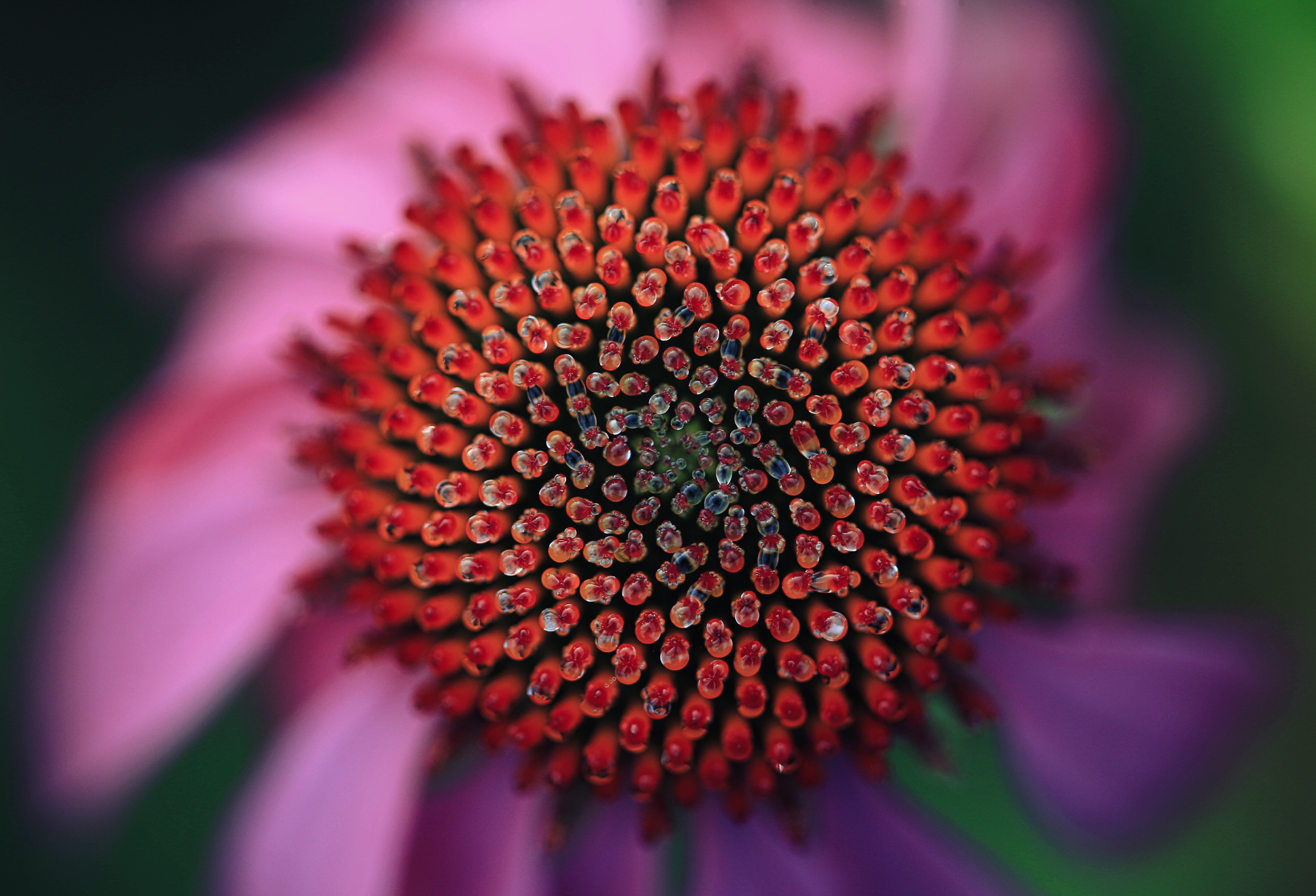 <p>Echinacea Favorites</p>