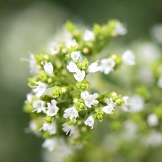 <p>Outstanding Oregano</p>