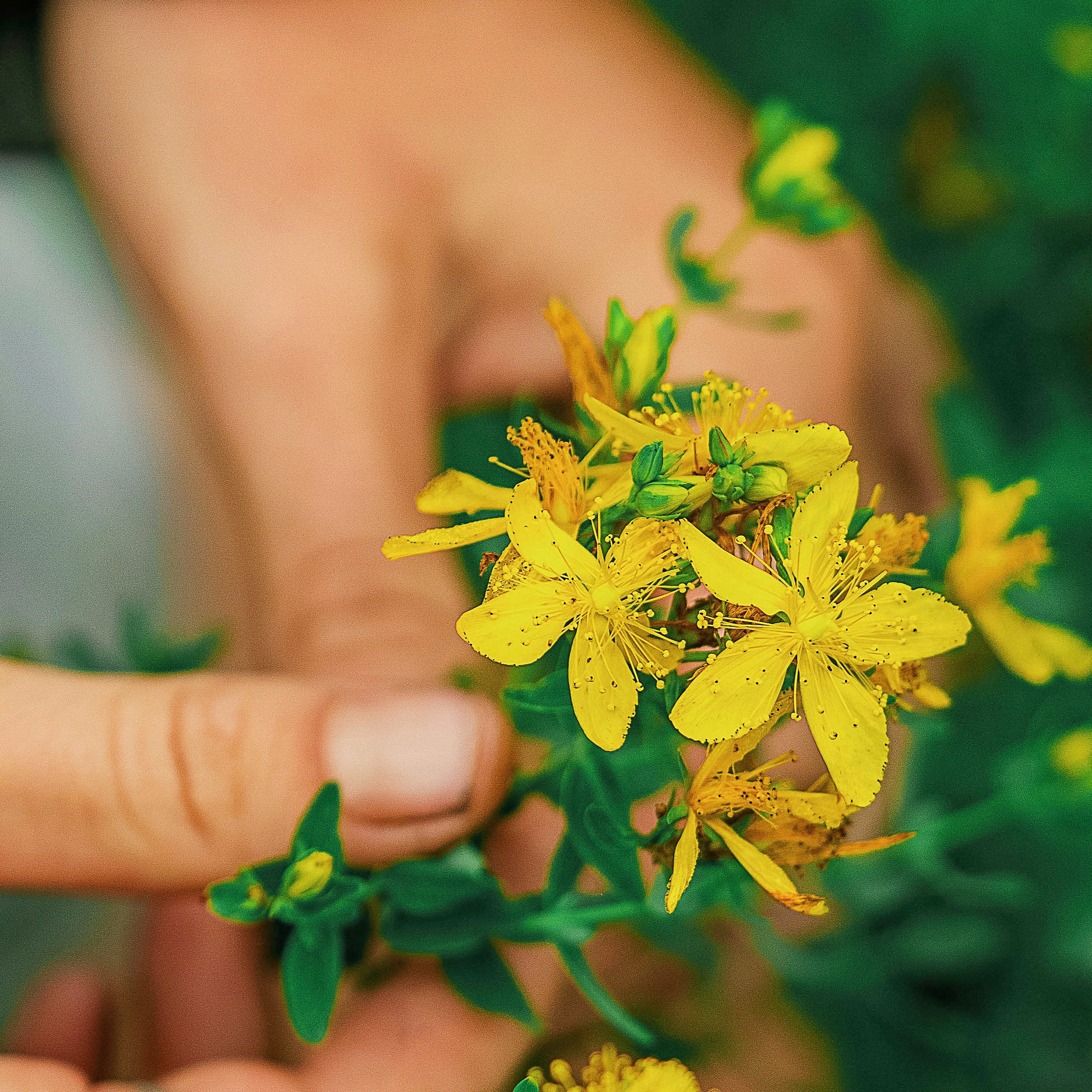 St. John's Wort Plant