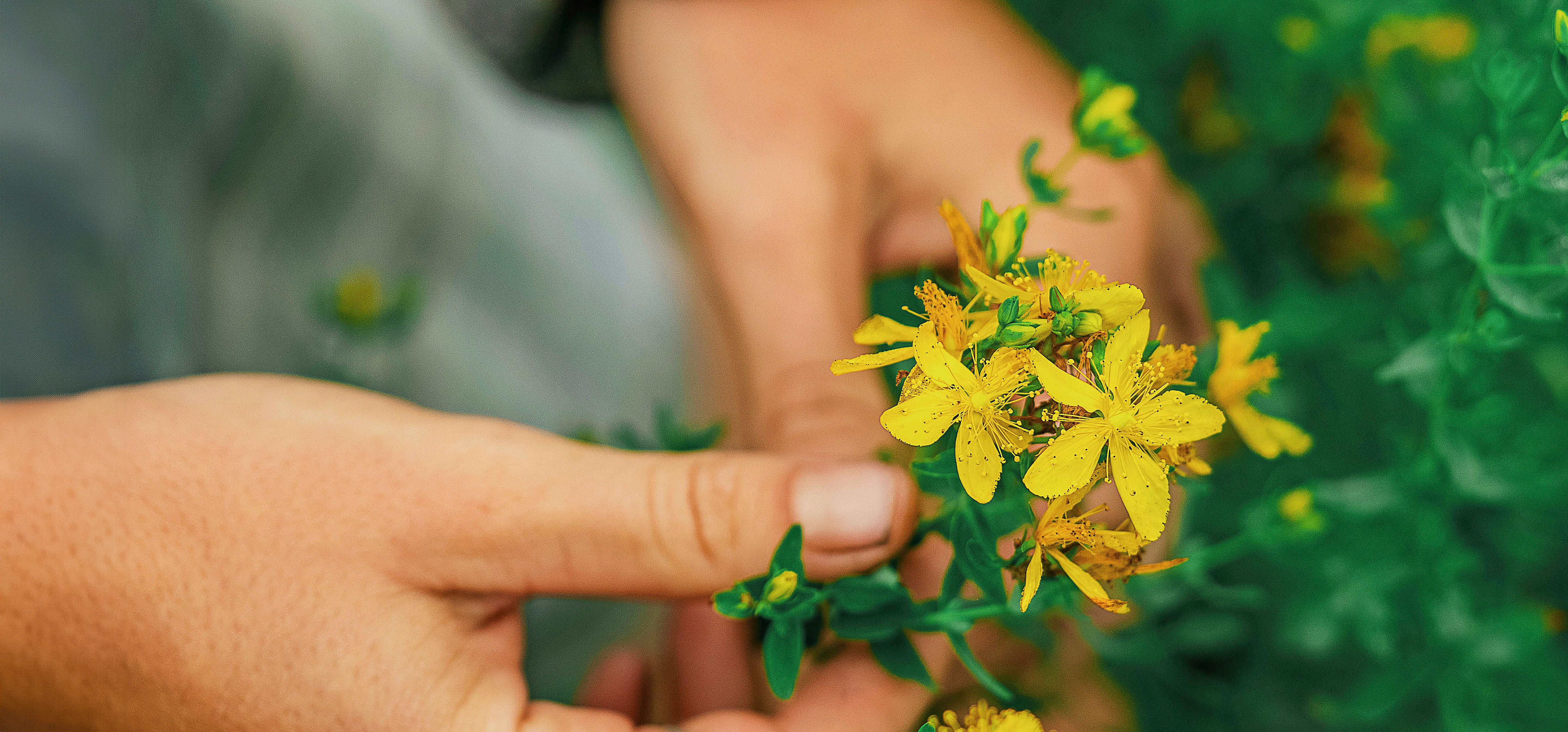 St. John's Wort 