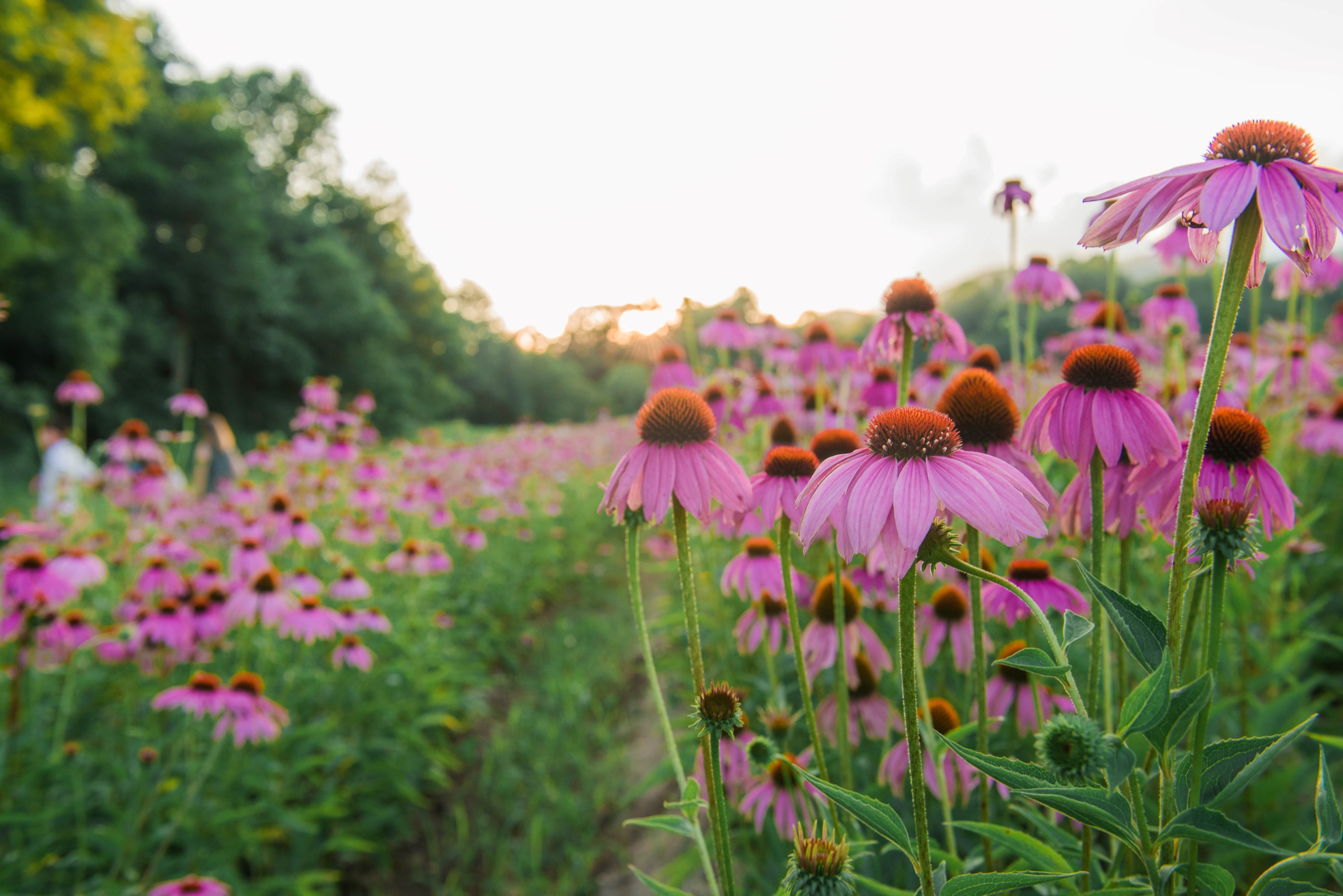 Echinacea Field